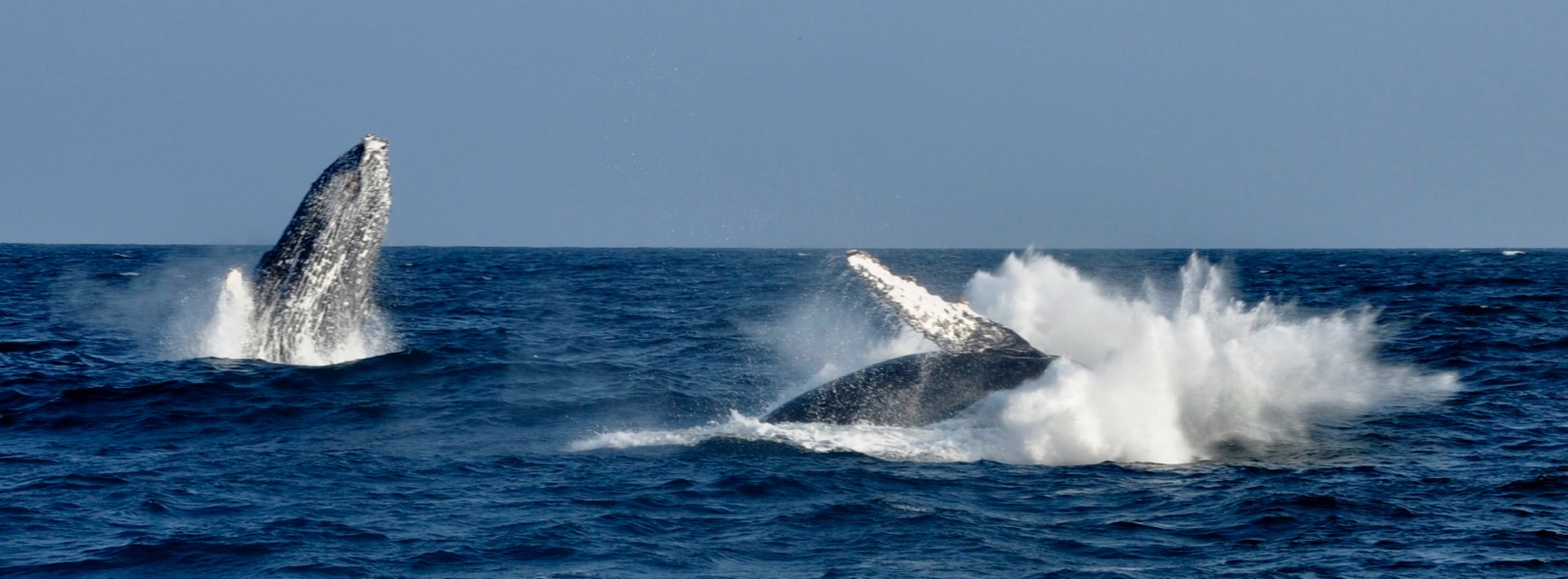 Le ballet des baleines à la Réunion